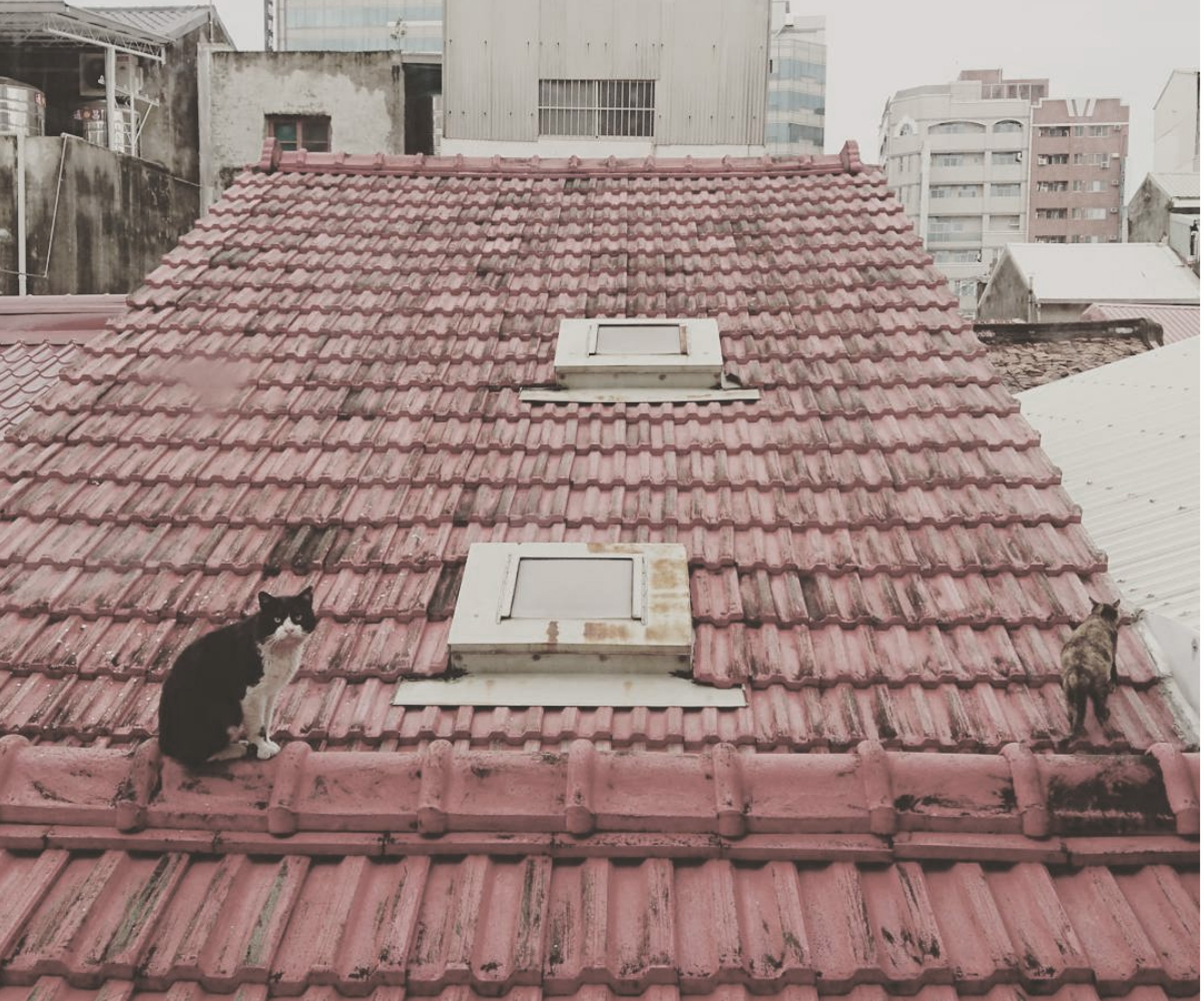 陽台上的阿貓之家 / Tainan